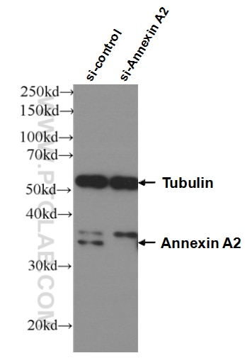 Western Blot (WB) analysis of HEK-293 cells using Annexin A2 Monoclonal antibody (66035-1-Ig)