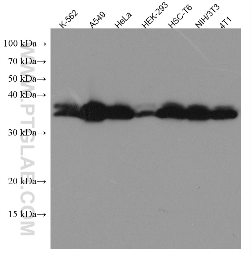 Western Blot (WB) analysis of various lysates using Annexin A2 Monoclonal antibody (66035-1-Ig)