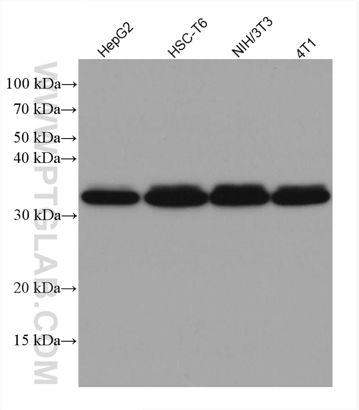 Western Blot (WB) analysis of various lysates using Annexin A2 Monoclonal antibody (66035-1-Ig)