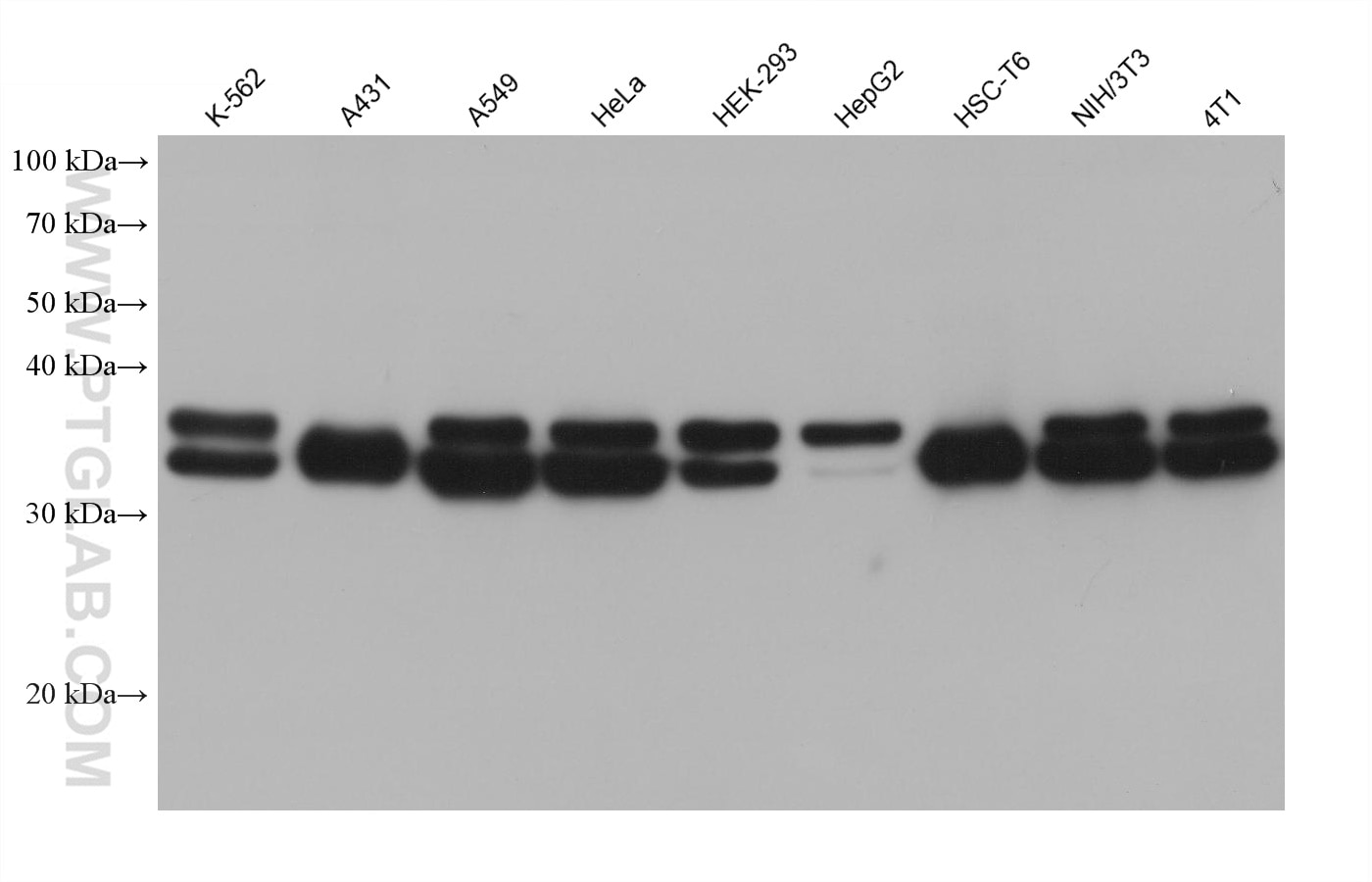 Western Blot (WB) analysis of various lysates using Annexin A2 Monoclonal antibody (66035-1-Ig)