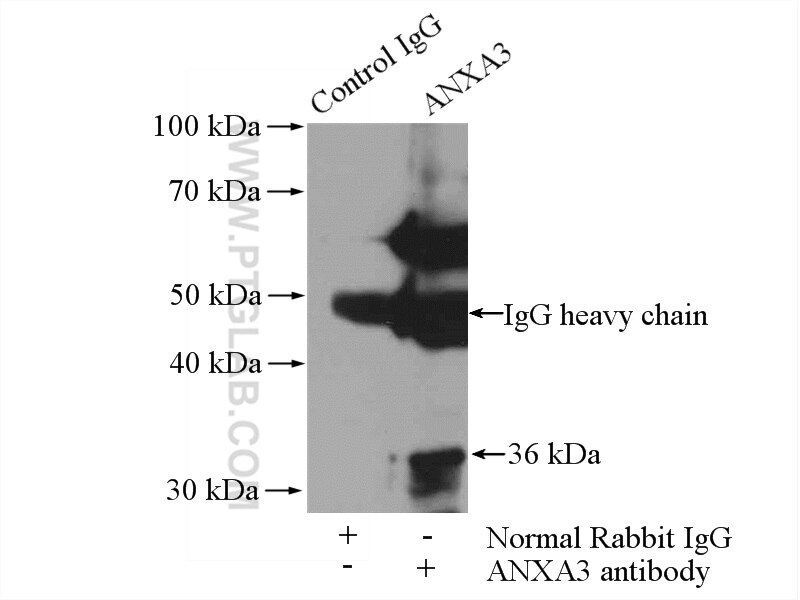 Immunoprecipitation (IP) experiment of mouse liver tissue using Annexin A3 Polyclonal antibody (11804-1-AP)