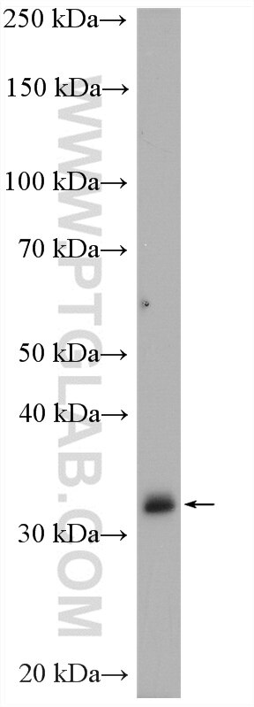 Western Blot (WB) analysis of rat brain tissue using Annexin A3 Polyclonal antibody (11804-1-AP)