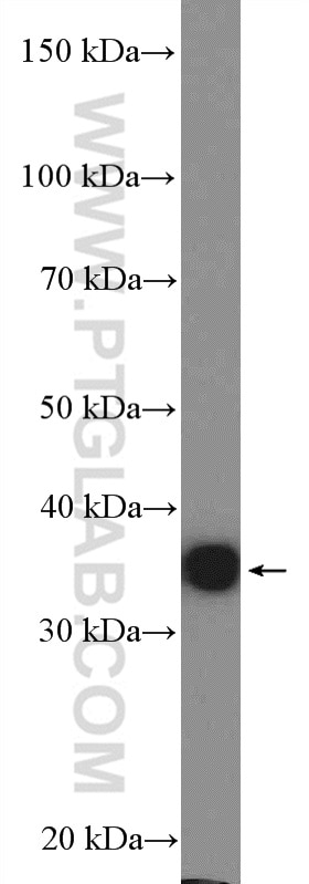 Western Blot (WB) analysis of HepG2 cells using Annexin A3 Polyclonal antibody (11804-1-AP)