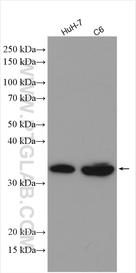 Western Blot (WB) analysis of various lysates using Annexin A4 Polyclonal antibody (10087-1-AP)