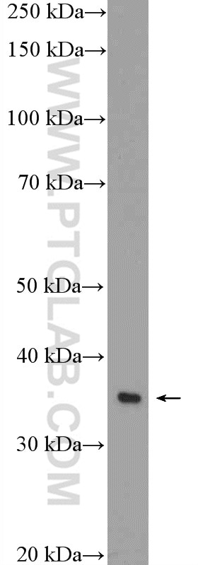 Western Blot (WB) analysis of RAW 264.7 cells using Annexin A4 Polyclonal antibody (10087-1-AP)