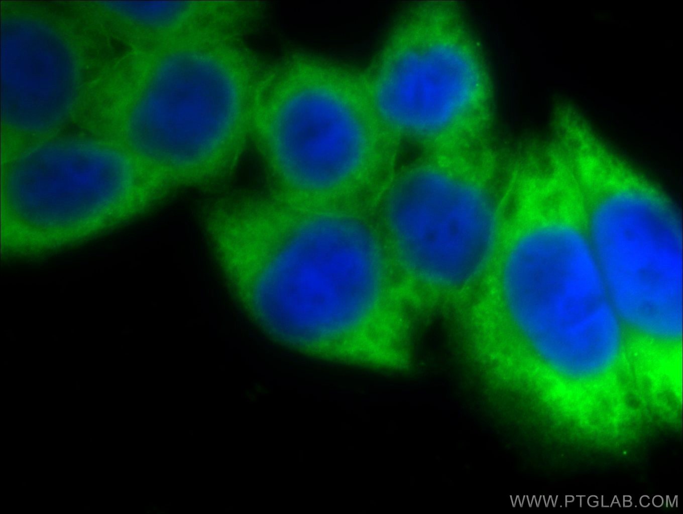 Immunofluorescence (IF) / fluorescent staining of HeLa cells using Annexin V Polyclonal antibody (11060-1-AP)