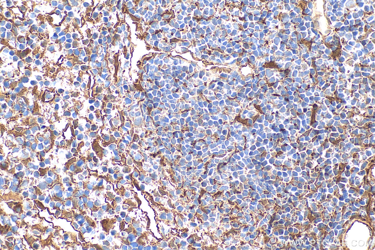 Immunohistochemistry (IHC) staining of mouse spleen tissue using Annexin V Polyclonal antibody (11060-1-AP)