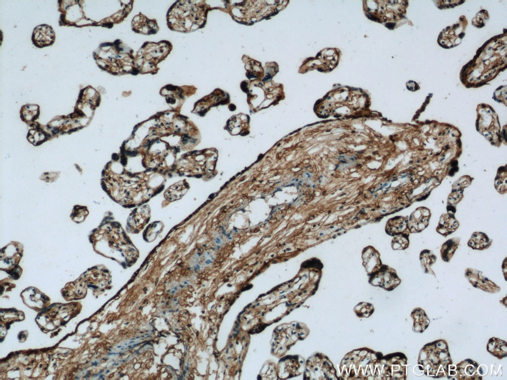 Immunohistochemistry (IHC) staining of human placenta tissue using Annexin V Polyclonal antibody (11060-1-AP)