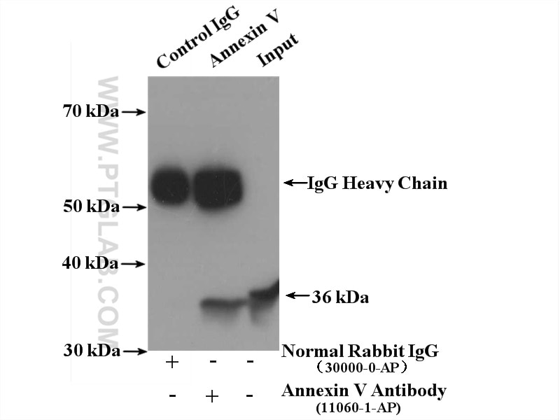 Immunoprecipitation (IP) experiment of mouse liver tissue using Annexin V Polyclonal antibody (11060-1-AP)