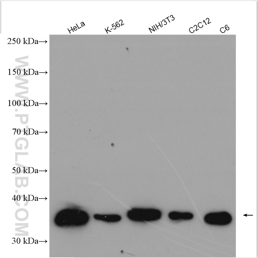 Western Blot (WB) analysis of various lysates using Annexin V Polyclonal antibody (11060-1-AP)