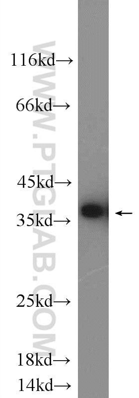 Western Blot (WB) analysis of NIH/3T3 cells using Annexin V Polyclonal antibody (11060-1-AP)