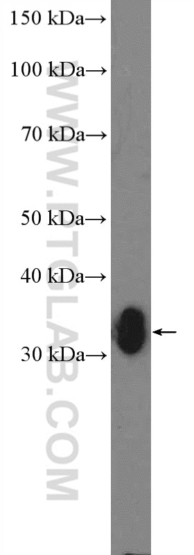 Western Blot (WB) analysis of pig heart tissue using Annexin V Polyclonal antibody (11060-1-AP)