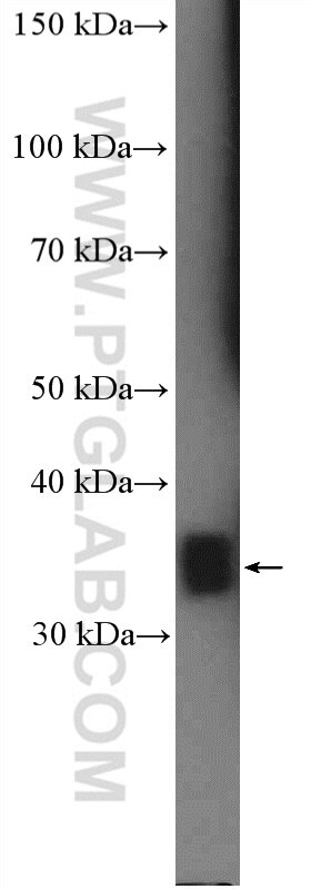 Western Blot (WB) analysis of pig liver tissue using Annexin V Polyclonal antibody (11060-1-AP)