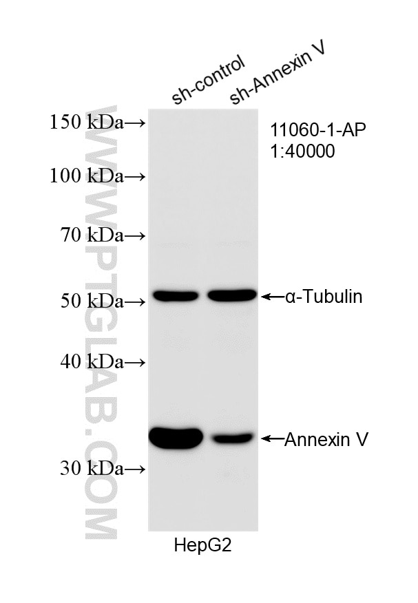 Western Blot (WB) analysis of HepG2 cells using Annexin V Polyclonal antibody (11060-1-AP)