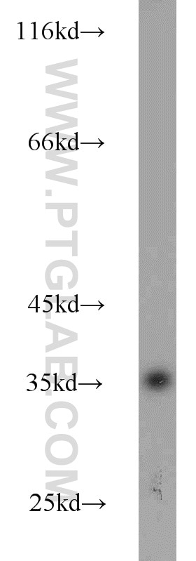 Western Blot (WB) analysis of HEK-293 cells using Annexin V Polyclonal antibody (11060-1-AP)