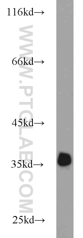 Western Blot (WB) analysis of HepG2 cells using Annexin V Polyclonal antibody (11060-1-AP)