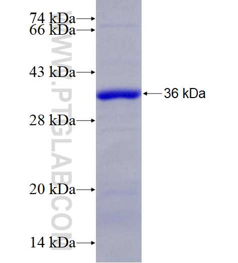 ANXA5 fusion protein Ag0741 SDS-PAGE