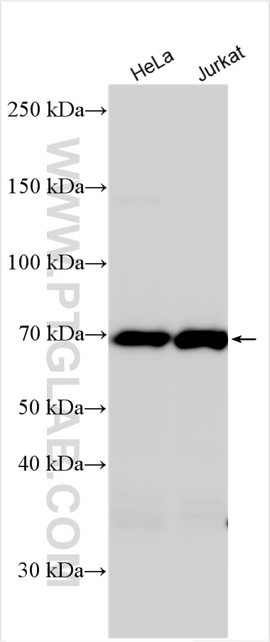 Western Blot (WB) analysis of various lysates using Annexin VI Polyclonal antibody (12542-1-AP)
