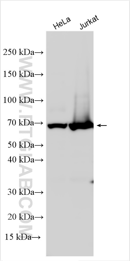 Western Blot (WB) analysis of various lysates using Annexin VI Polyclonal antibody (12542-1-AP)