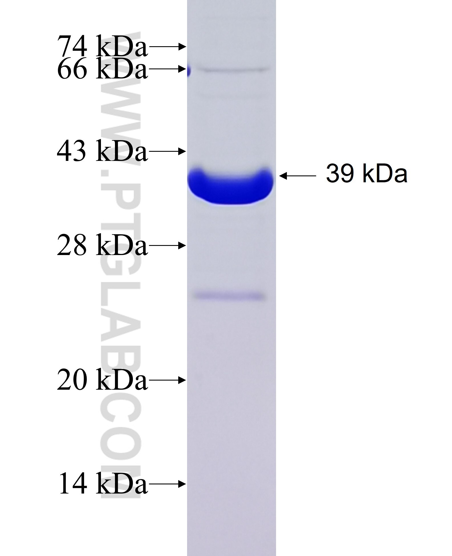 ANXA6 fusion protein Ag3263 SDS-PAGE