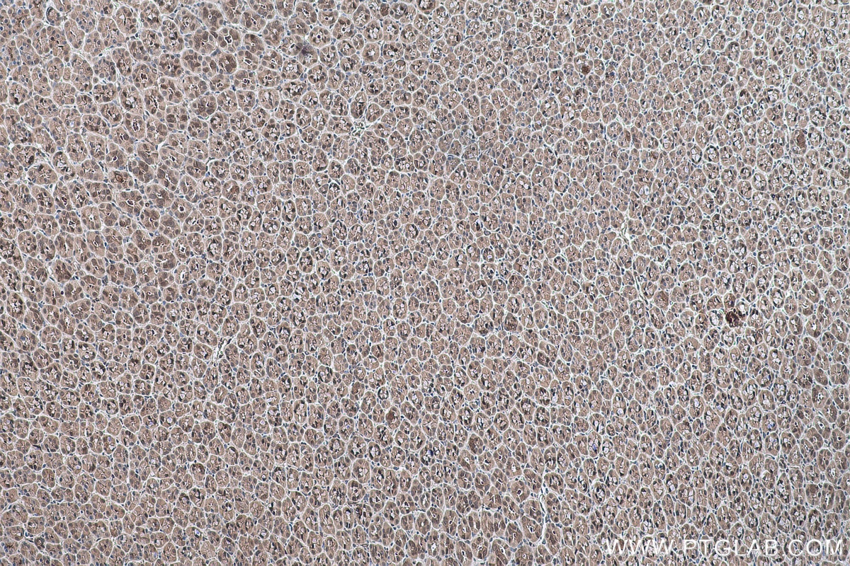 IHC staining of rat stomach using 10154-2-AP