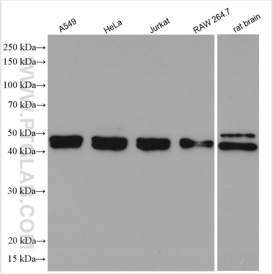 Western Blot (WB) analysis of various lysates using Annexin A7  Polyclonal antibody (10154-2-AP)
