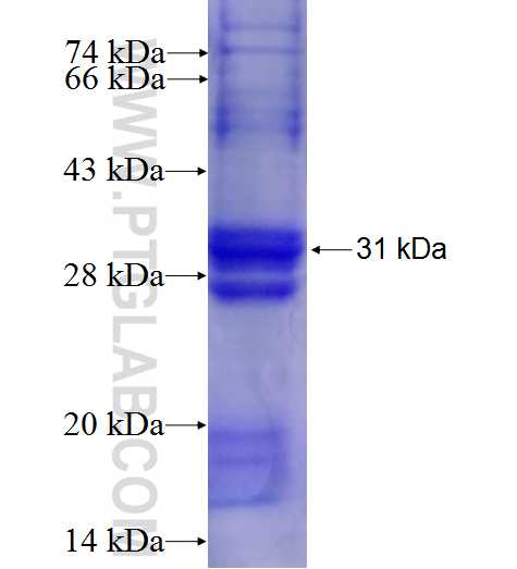 ANXA7 fusion protein Ag24472 SDS-PAGE