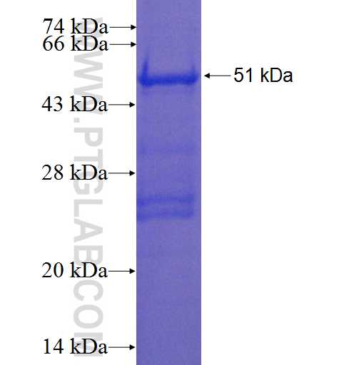 ANXA7 fusion protein Ag0206 SDS-PAGE