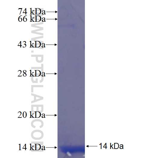 ANXA8 fusion protein Ag23608 SDS-PAGE