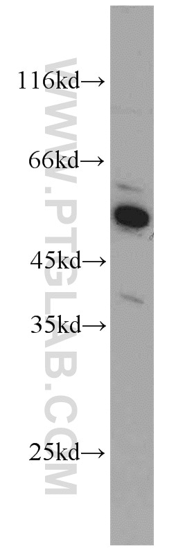Western Blot (WB) analysis of HepG2 cells using Annexin VIII Polyclonal antibody (10462-1-AP)