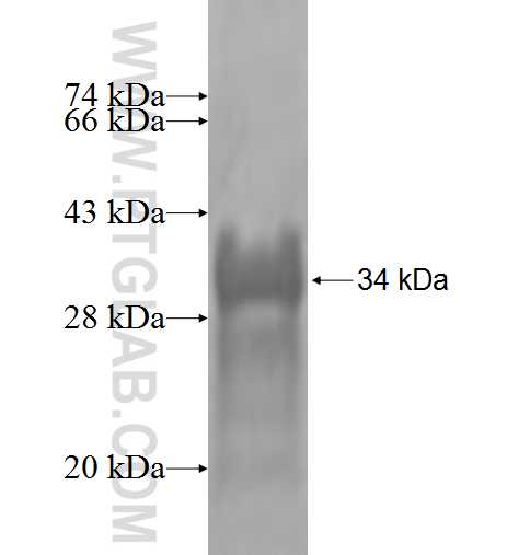 ANXA8 fusion protein Ag0730 SDS-PAGE