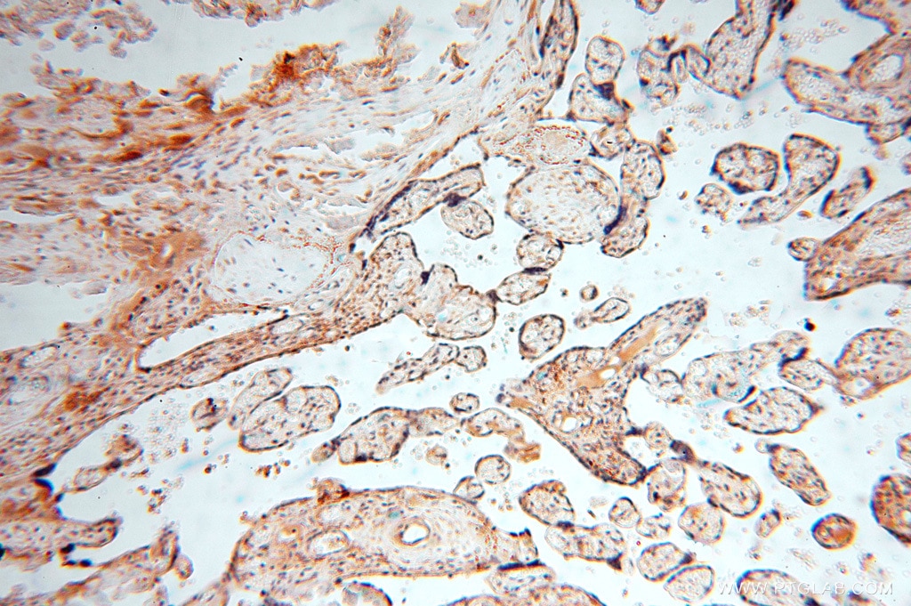 Immunohistochemistry (IHC) staining of human placenta tissue using ANXA9 Polyclonal antibody (15416-1-AP)