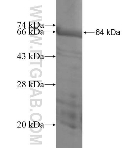 ANXA9 fusion protein Ag7702 SDS-PAGE