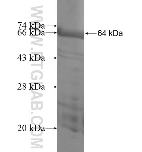 ANXA9 fusion protein Ag7702 SDS-PAGE