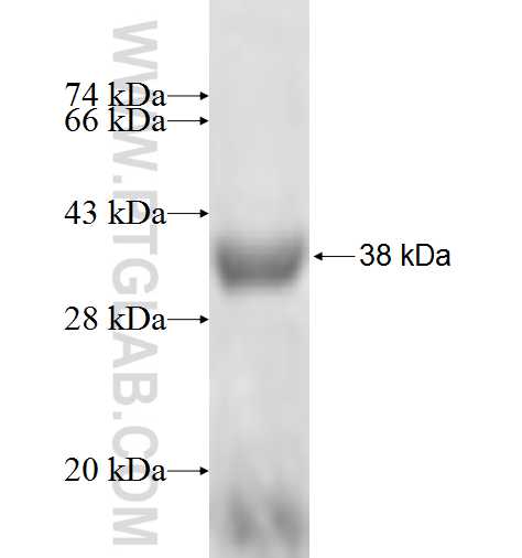 ANXA9 fusion protein Ag7942 SDS-PAGE