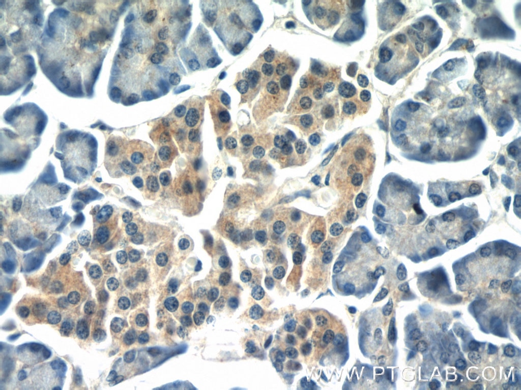 Immunohistochemistry (IHC) staining of human pancreas tissue using AOAH Polyclonal antibody (12911-1-AP)