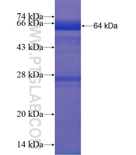 AOAH fusion protein Ag3892 SDS-PAGE