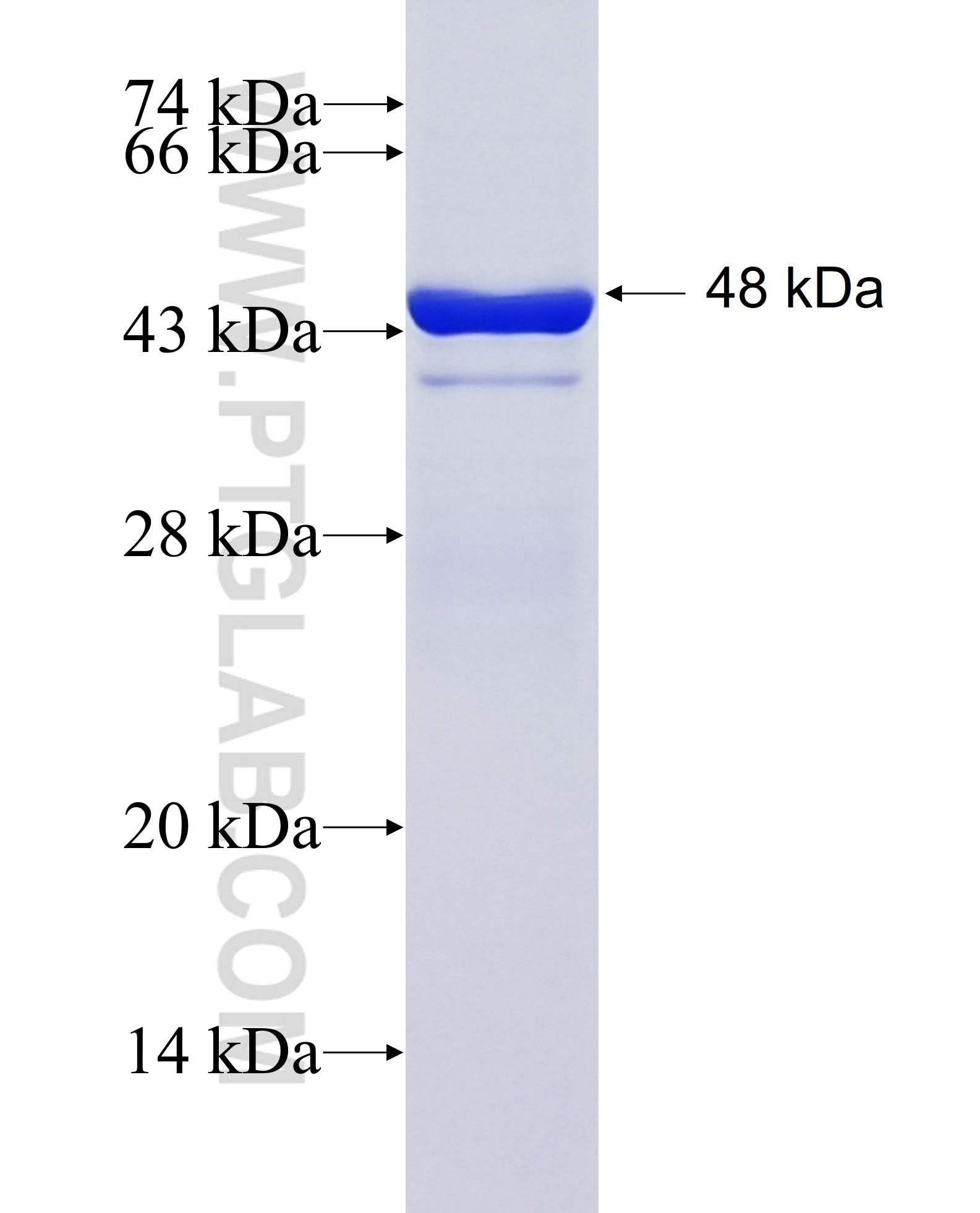 AOC2 fusion protein Ag26965 SDS-PAGE