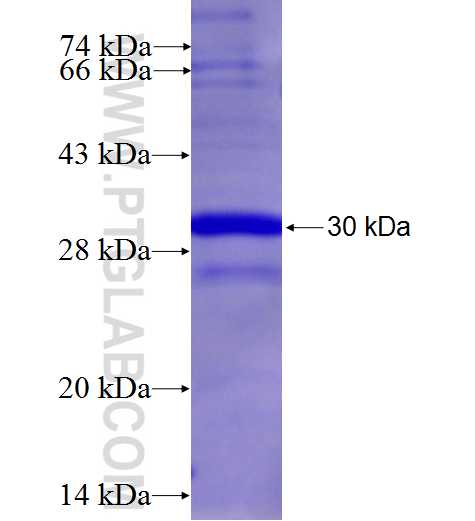 AOC2 fusion protein Ag26978 SDS-PAGE