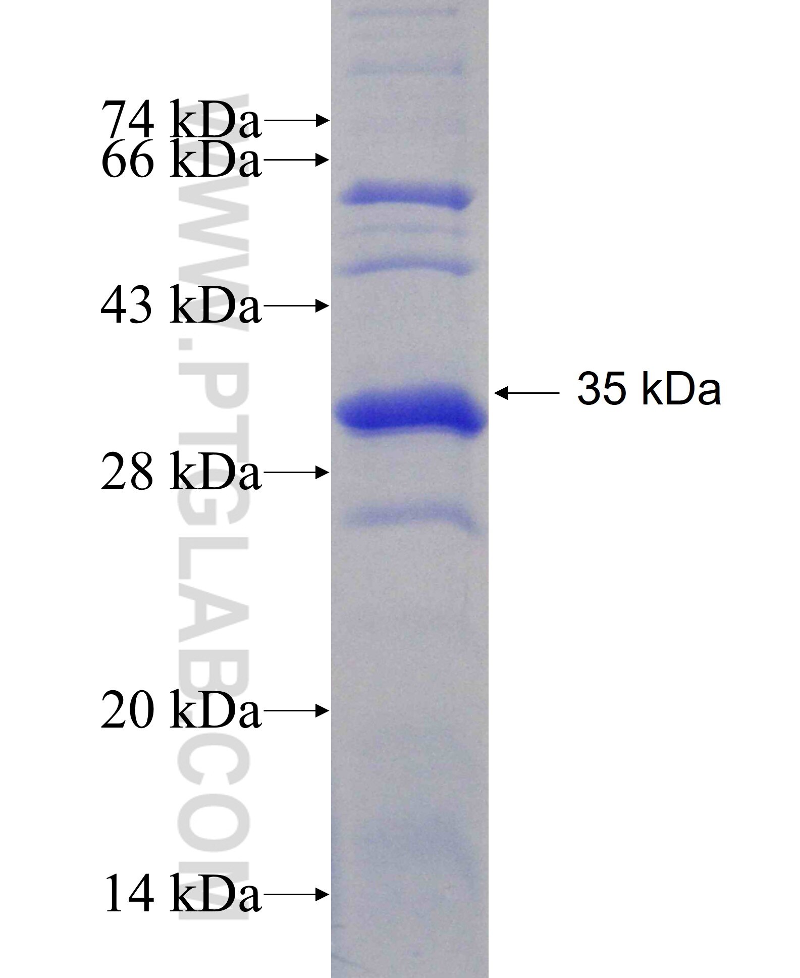 AOC2 fusion protein Ag26978 SDS-PAGE