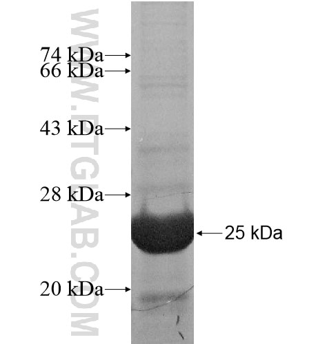 AOC2 fusion protein Ag15853 SDS-PAGE