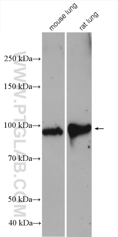 Western Blot (WB) analysis of various lysates using VAP1 Polyclonal antibody (14365-1-AP)