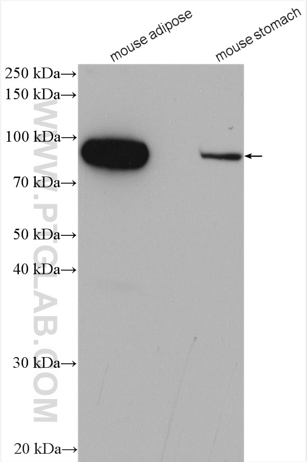 Western Blot (WB) analysis of various lysates using VAP1 Polyclonal antibody (14365-1-AP)