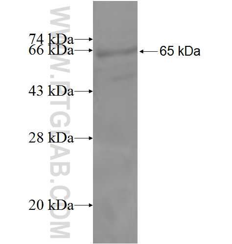 AOC3 fusion protein Ag5683 SDS-PAGE