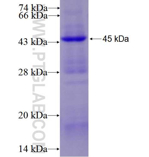 AOC3 fusion protein Ag5908 SDS-PAGE