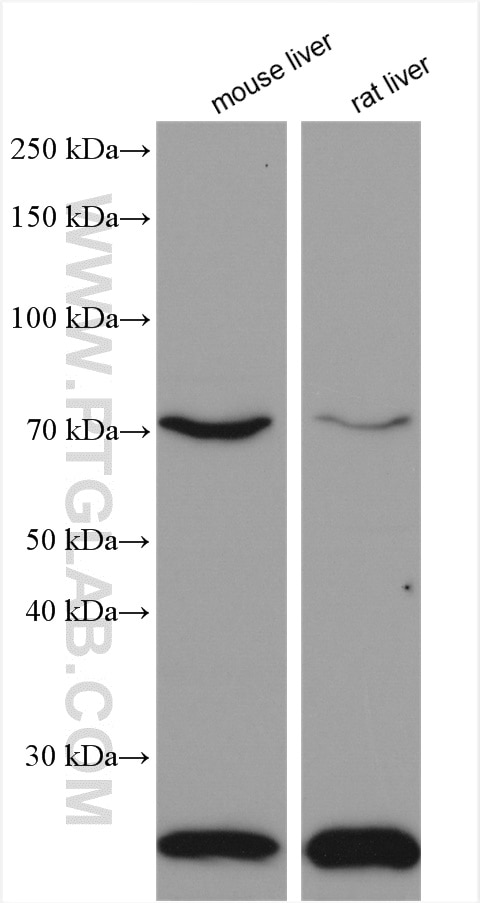 Western Blot (WB) analysis of various lysates using ACOX1 Polyclonal antibody (10957-1-AP)