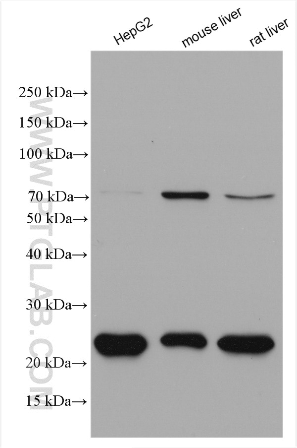 Western Blot (WB) analysis of various lysates using ACOX1 Polyclonal antibody (10957-1-AP)