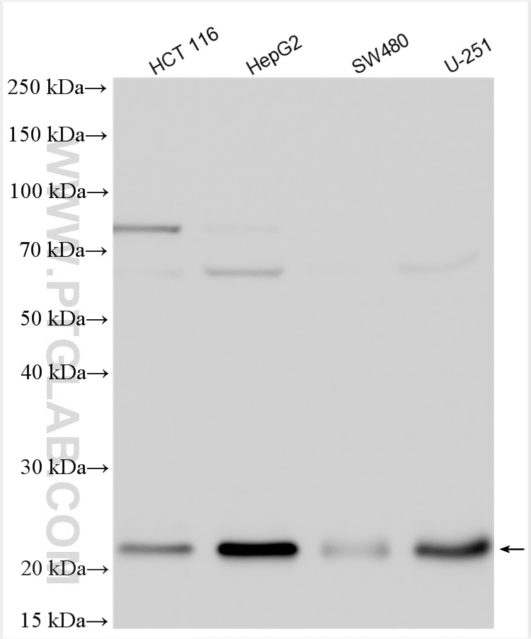 Western Blot (WB) analysis of various lysates using ACOX1 Polyclonal antibody (10957-1-AP)