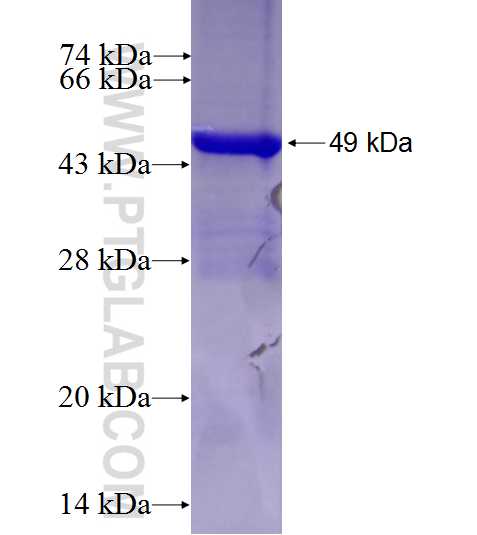 AOX fusion protein Ag28037 SDS-PAGE