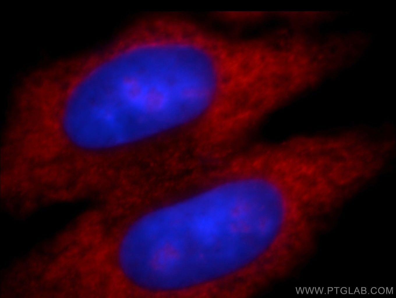 Immunofluorescence (IF) / fluorescent staining of HepG2 cells using Aldehyde oxidase Polyclonal antibody (19495-1-AP)